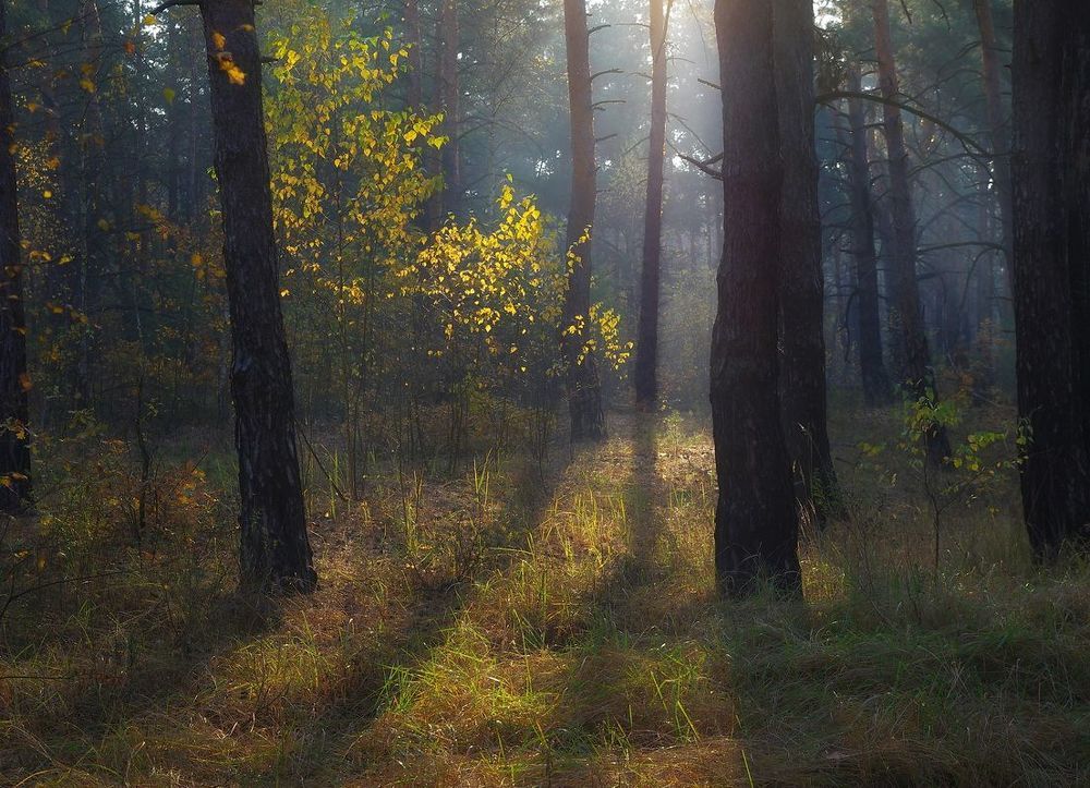 Утро в лесу