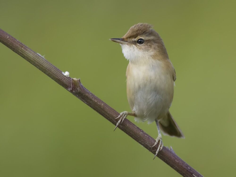 Paddyfield Warbler.