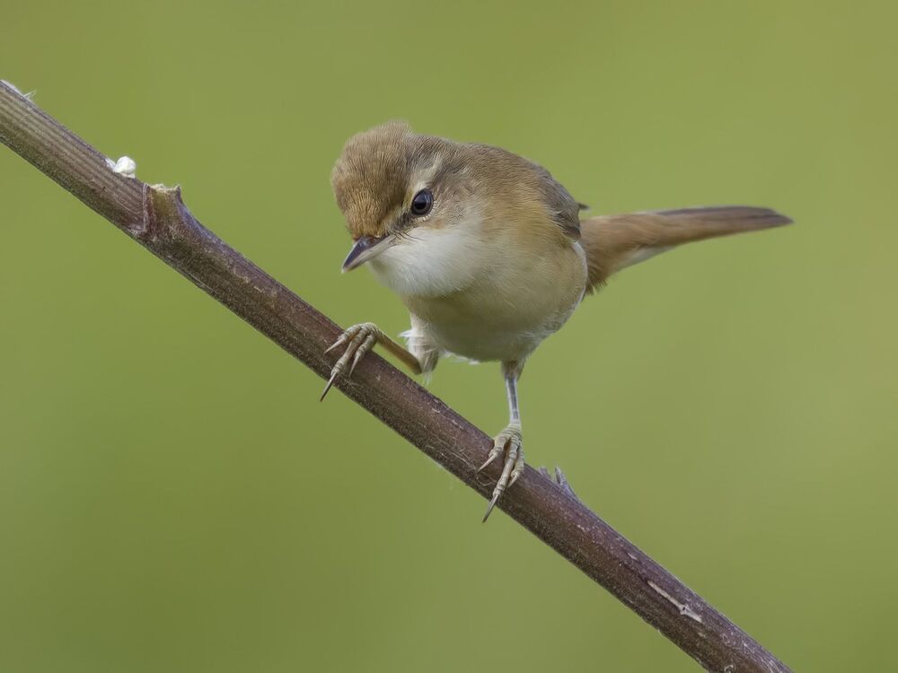 Paddyfield Warbler.
