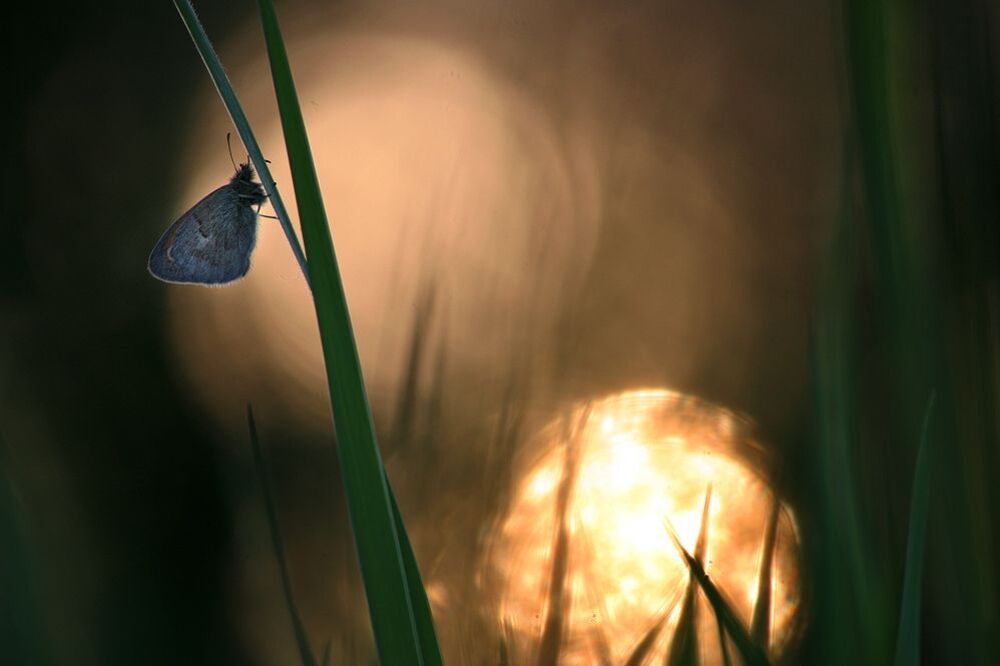 insects