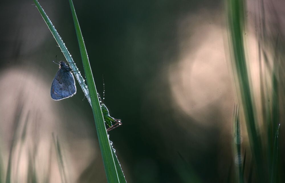 insects