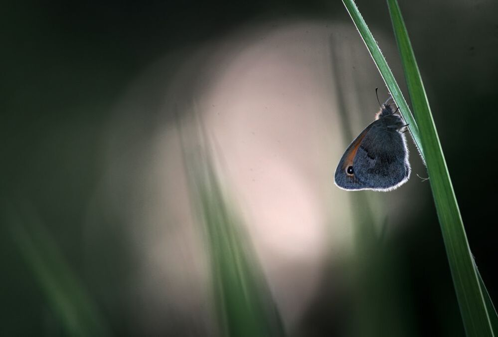 insects