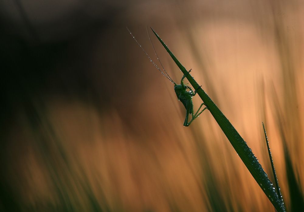 insects