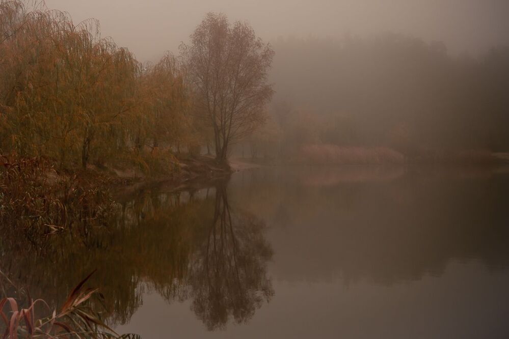 Сказочный лес