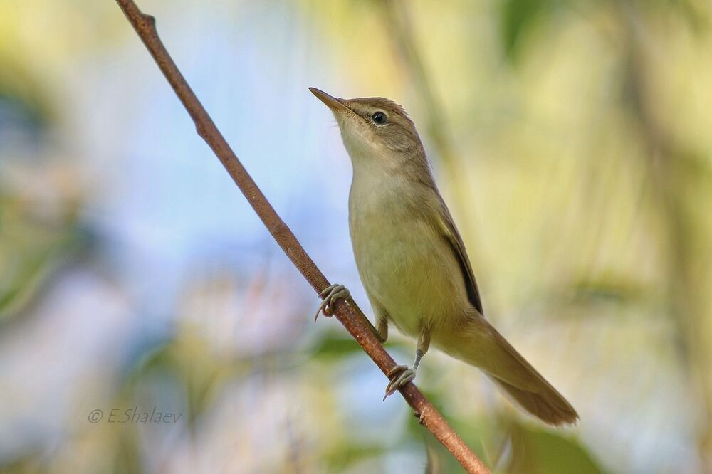 Marsh Warbler , Болотная камышевка - Acrocephalus palustris