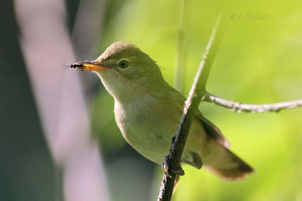 Marsh Warbler , Болотная камышевка - Acrocephalus palustris