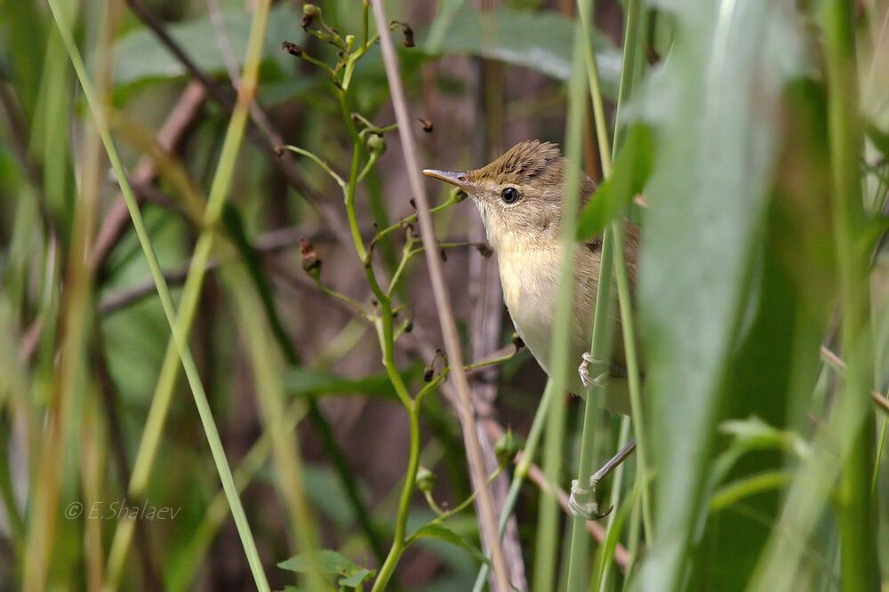 Marsh Warbler , Болотная камышевка - Acrocephalus palustris