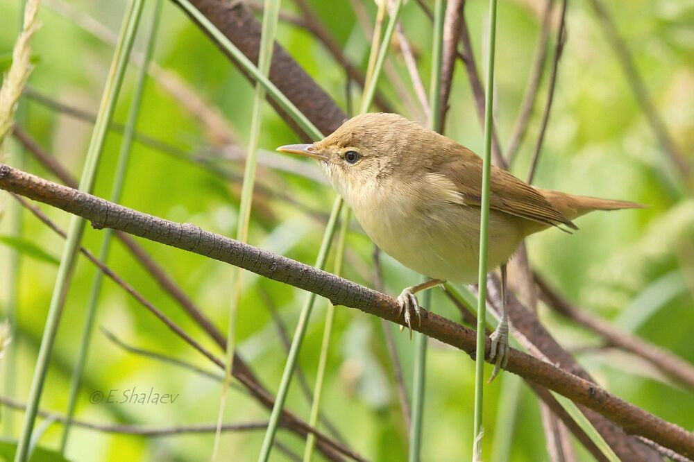Marsh Warbler , Болотная камышевка - Acrocephalus palustris