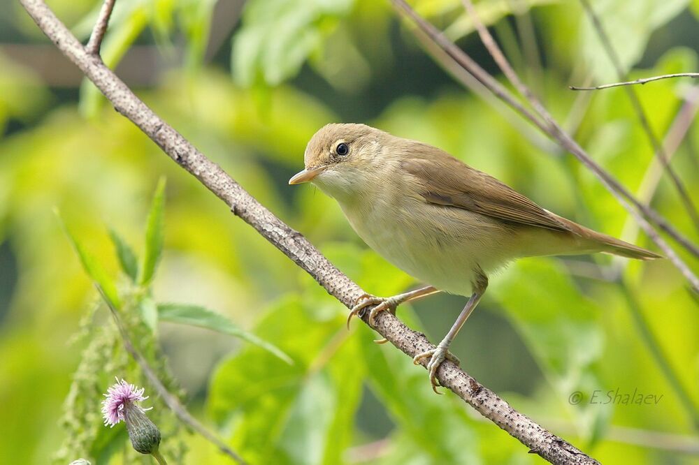 Marsh Warbler , Болотная камышевка - Acrocephalus palustris