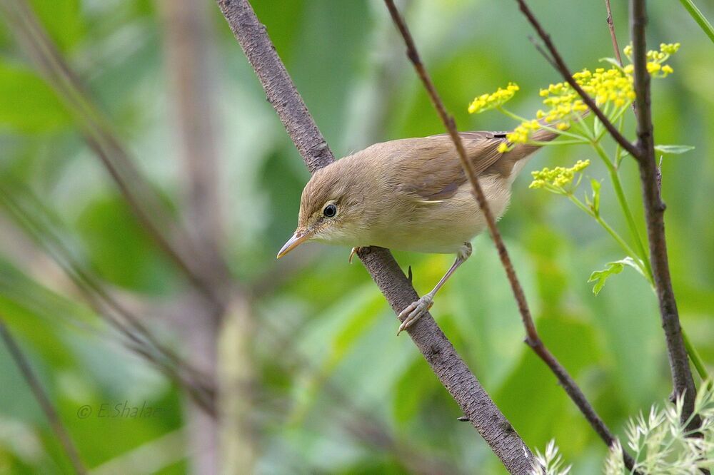 Marsh Warbler , Болотная камышевка - Acrocephalus palustris