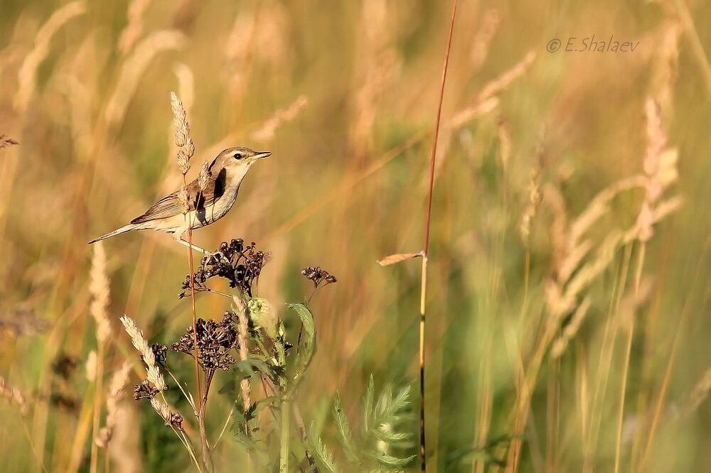 Marsh Warbler , Болотная камышевка - Acrocephalus palustris