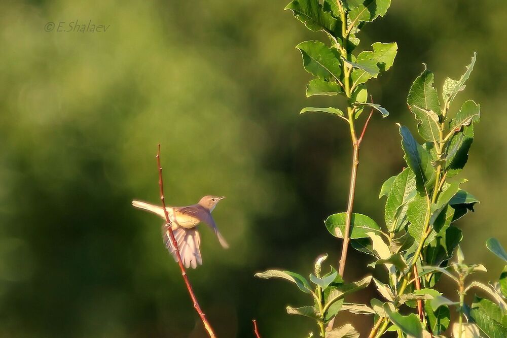 Marsh Warbler , Болотная камышевка - Acrocephalus palustris