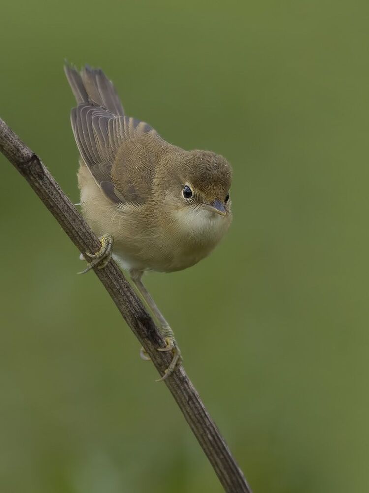Marsh warbler.