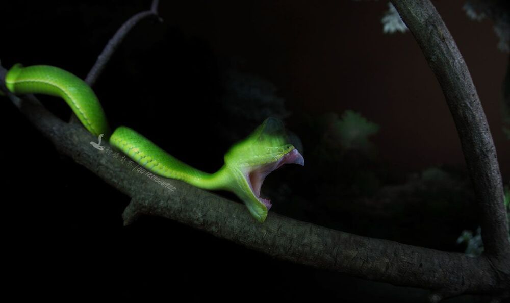 Trimeresurus
