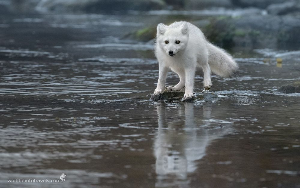 Серфер. Песец переходя с камешка на камешек высматривал в воде какую-то живность. Небольшая волна от обрушившегося вдалеке ледника, превратившая очередной камень в остров, стала для него неприятной неожиданностью...
