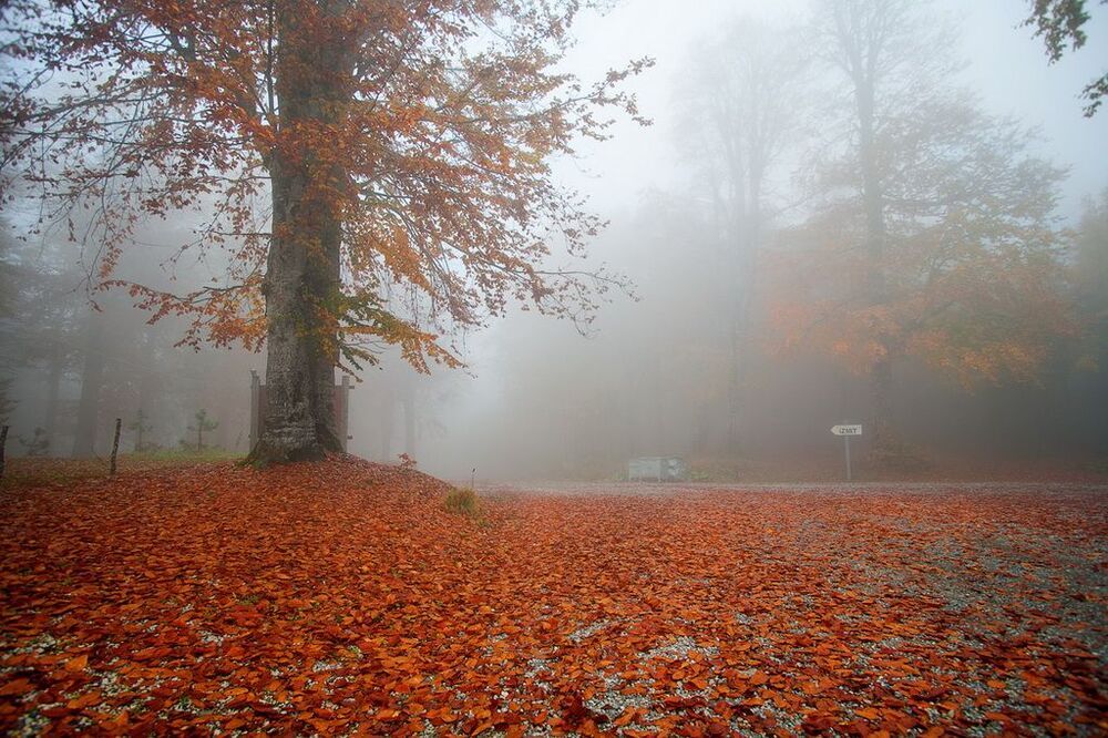 Autumn