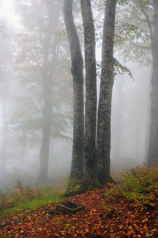 Autumn