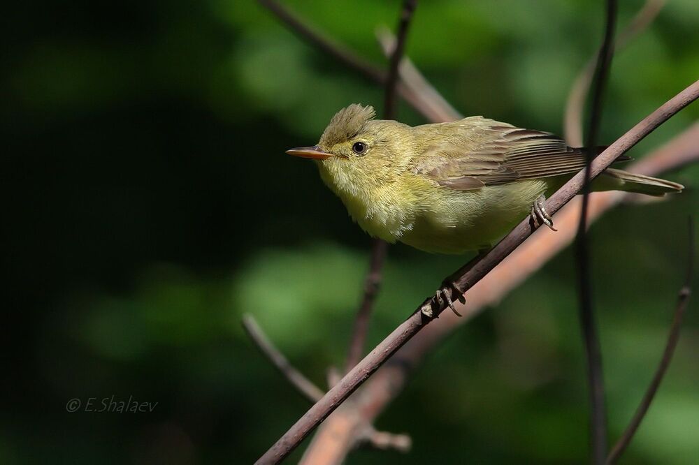 Icterine Warbler,	Зелёная пересмешка - 	Hippolais icterina