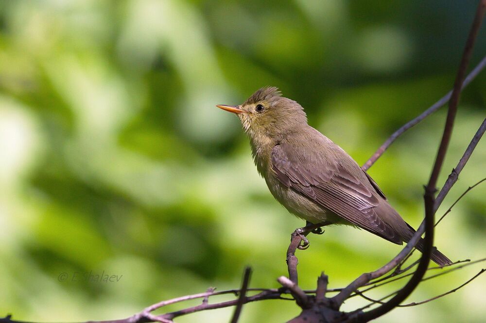 Icterine Warbler,	Зелёная пересмешка - 	Hippolais icterina