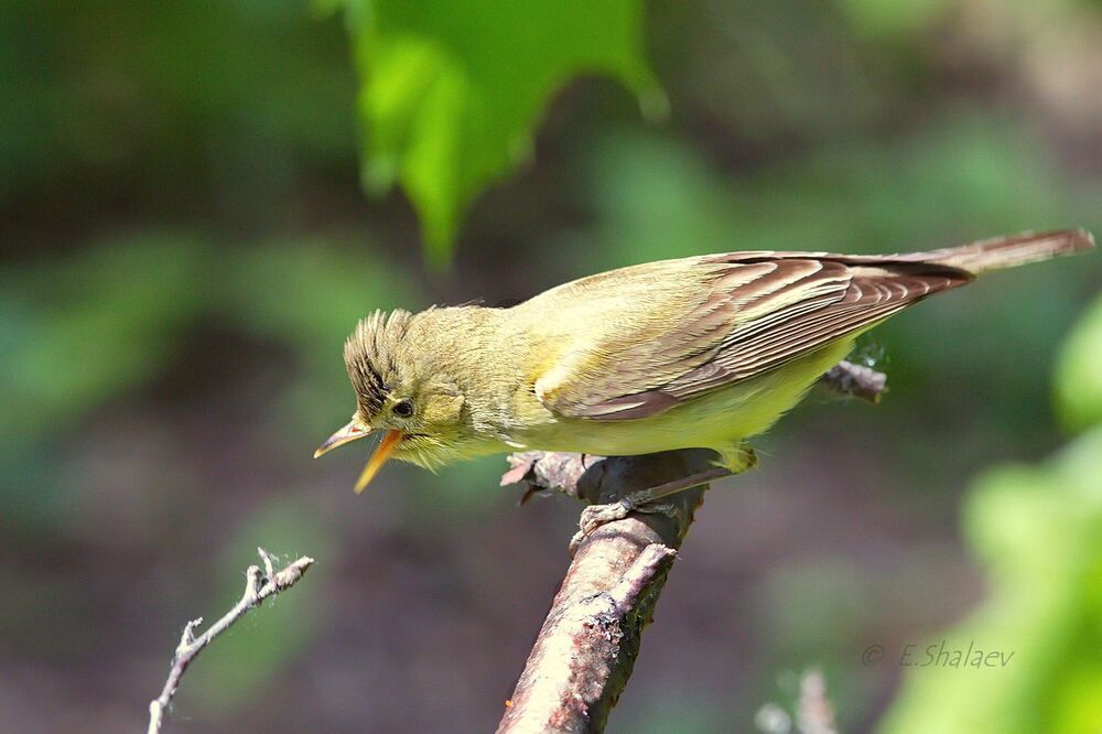 Icterine Warbler,	Зелёная пересмешка - 	Hippolais icterina