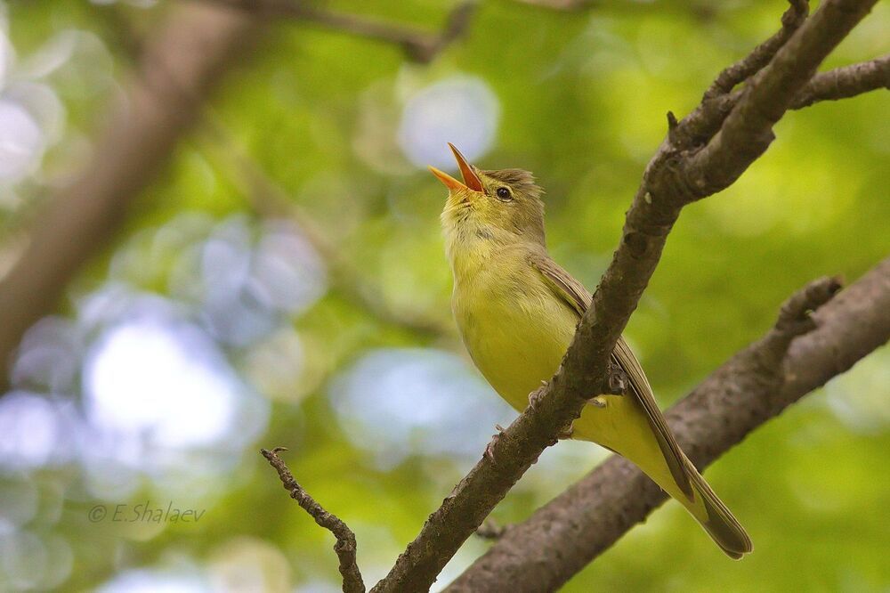 Icterine Warbler,	Зелёная пересмешка - 	Hippolais icterina