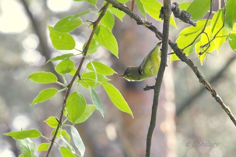 Icterine Warbler,	Зелёная пересмешка - 	Hippolais icterina
