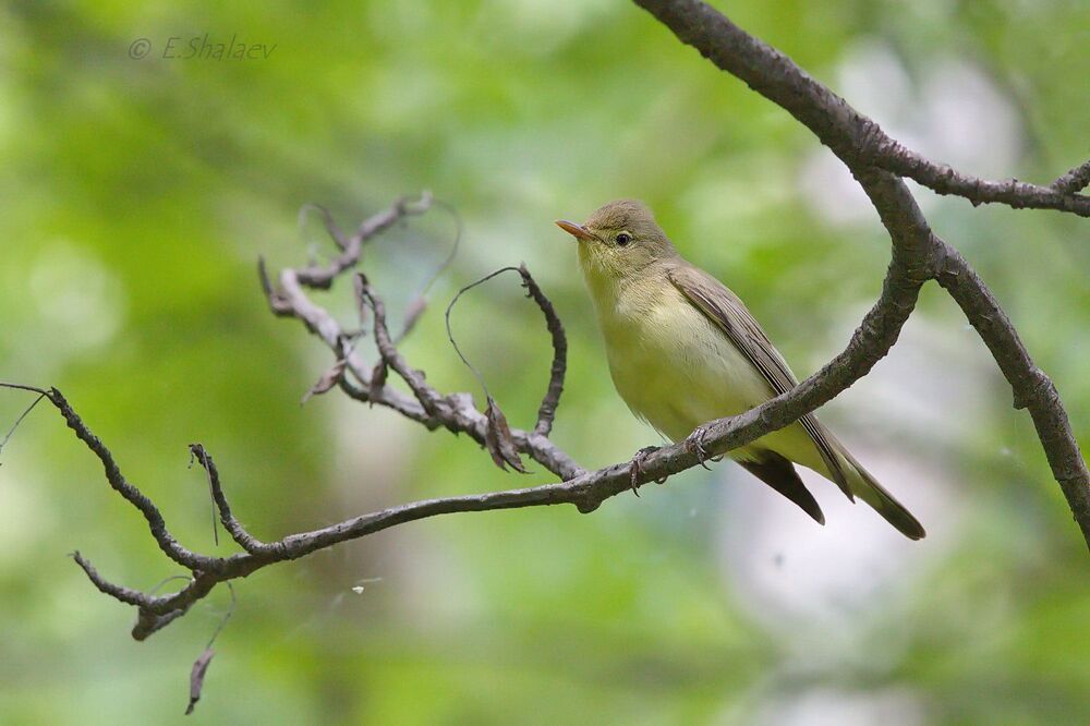 Icterine Warbler,	Зелёная пересмешка - 	Hippolais icterina