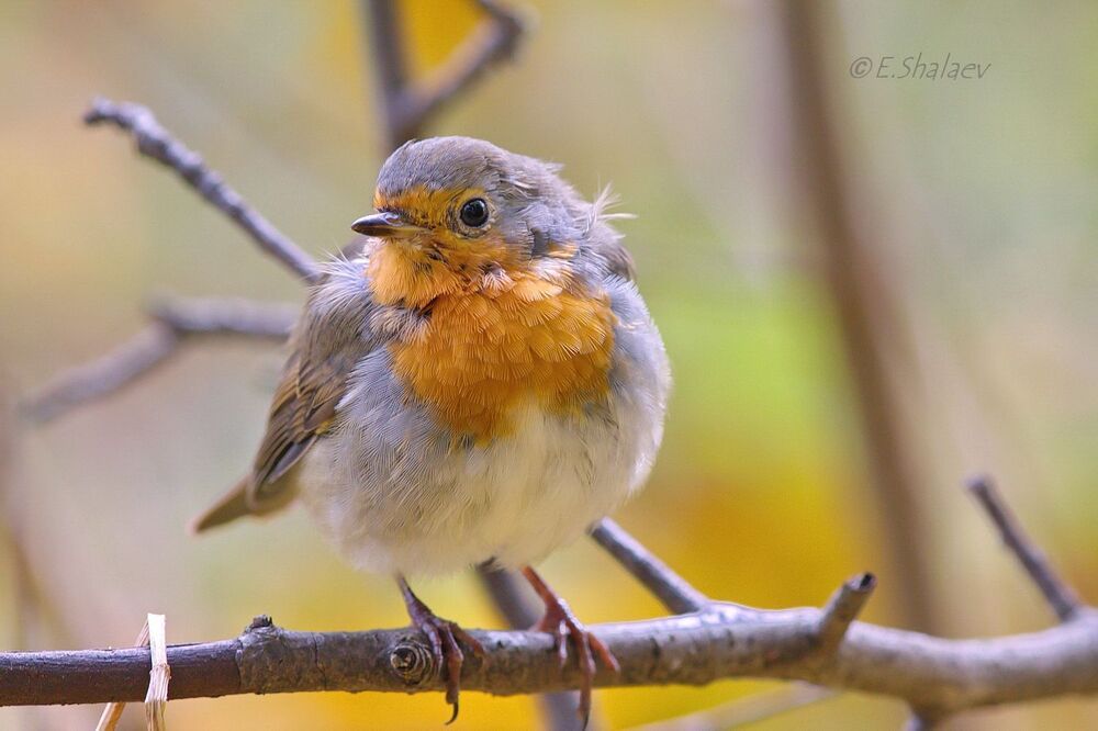 European Robin, Зарянка - 	Erithacus rubecula