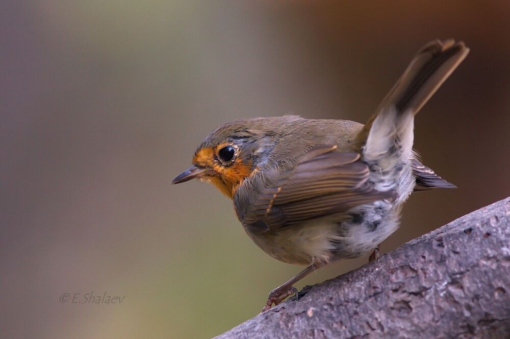 European Robin, Зарянка - 	Erithacus rubecula