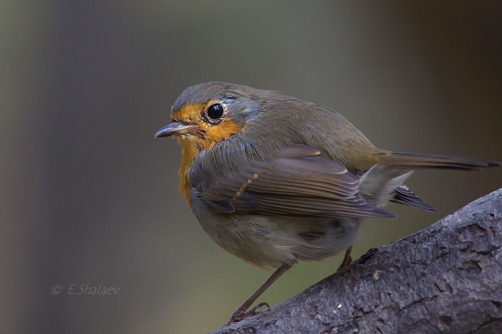 European Robin, Зарянка - 	Erithacus rubecula