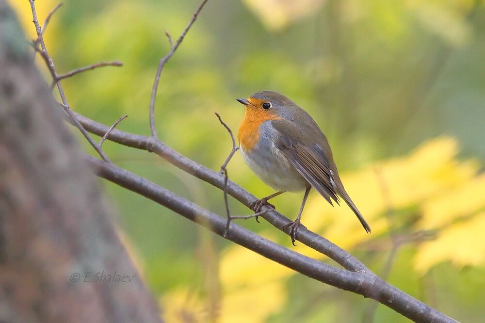 European Robin, Зарянка - 	Erithacus rubecula