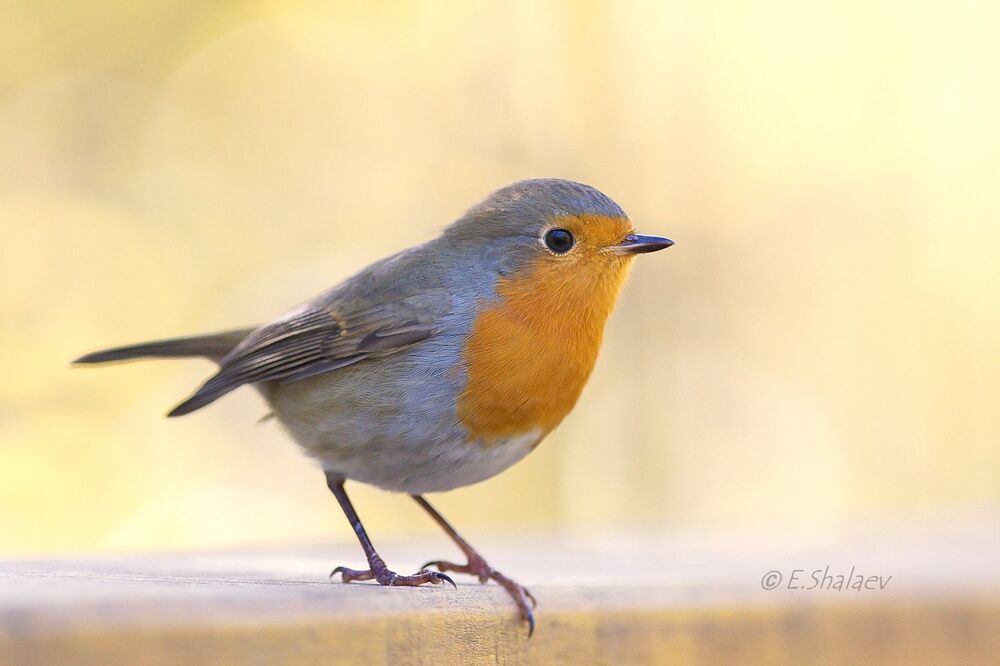 European Robin, Зарянка - 	Erithacus rubecula