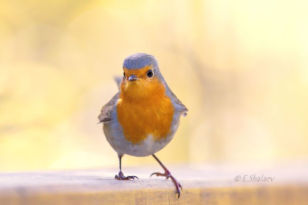 European Robin, Зарянка - 	Erithacus rubecula