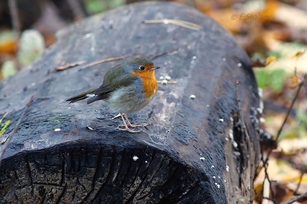 European Robin, Зарянка - 	Erithacus rubecula