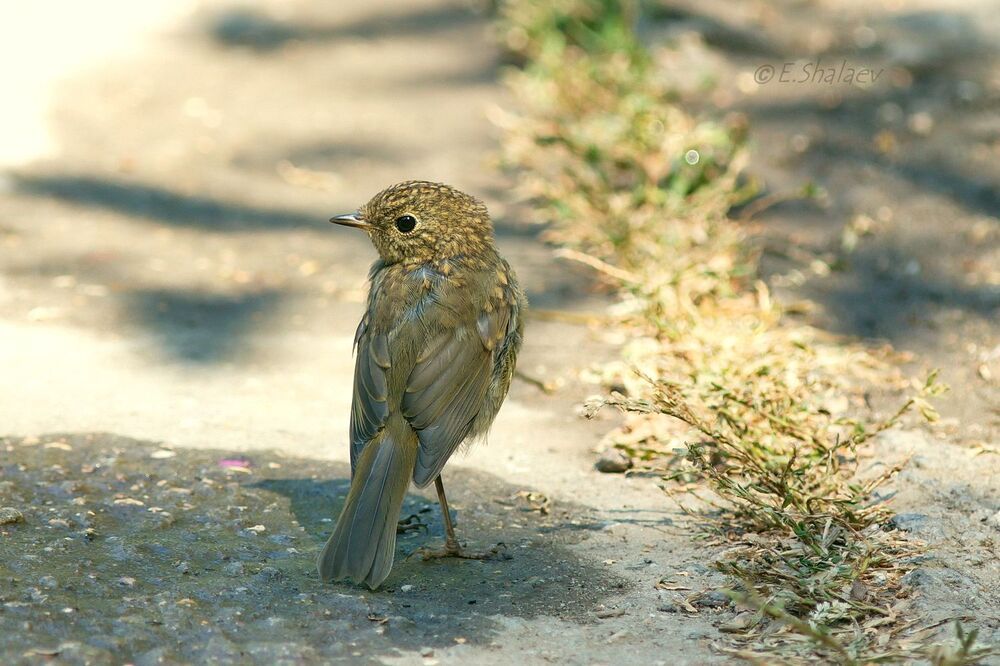European Robin, Зарянка - 	Erithacus rubecula