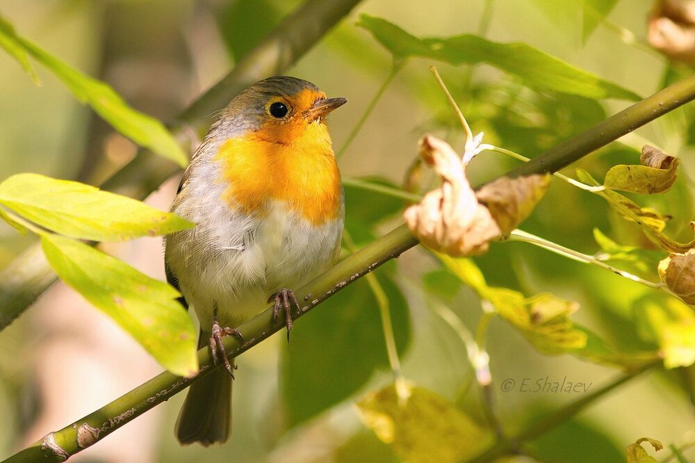European Robin, Зарянка - 	Erithacus rubecula