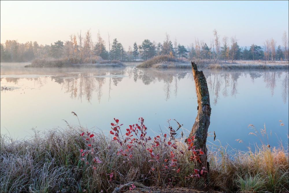 Дикая черноплодка у воды