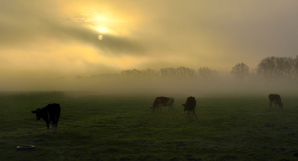 A morning in Vladslo.