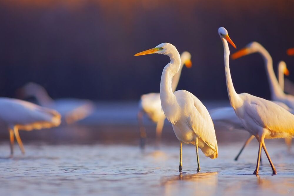 Ardea Alba