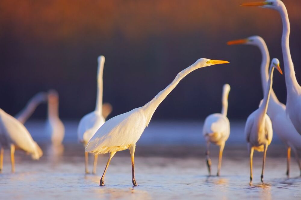 Ardea Alba