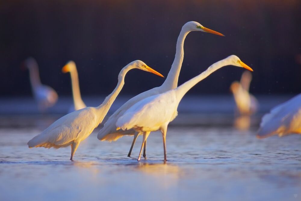 Ardea Alba
