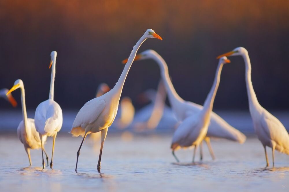 Ardea Alba