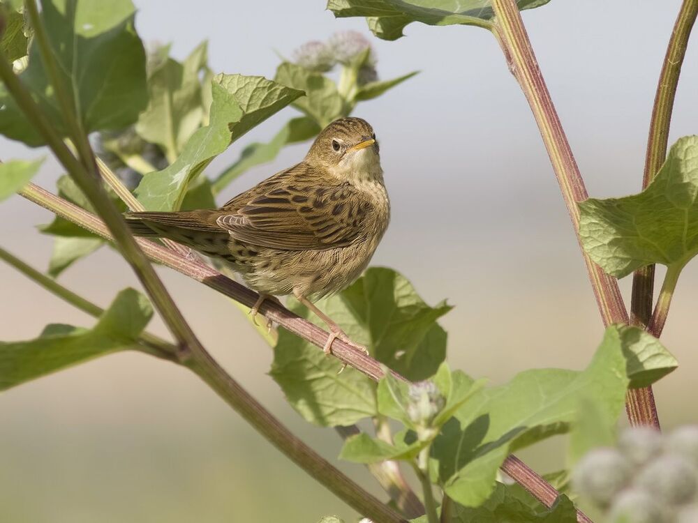 Grasshopper Warbler