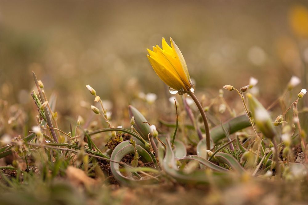 Тюльпан скифский (Tulipa scythica)