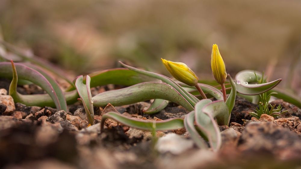 Тюльпан скифский (Tulipa scythica)