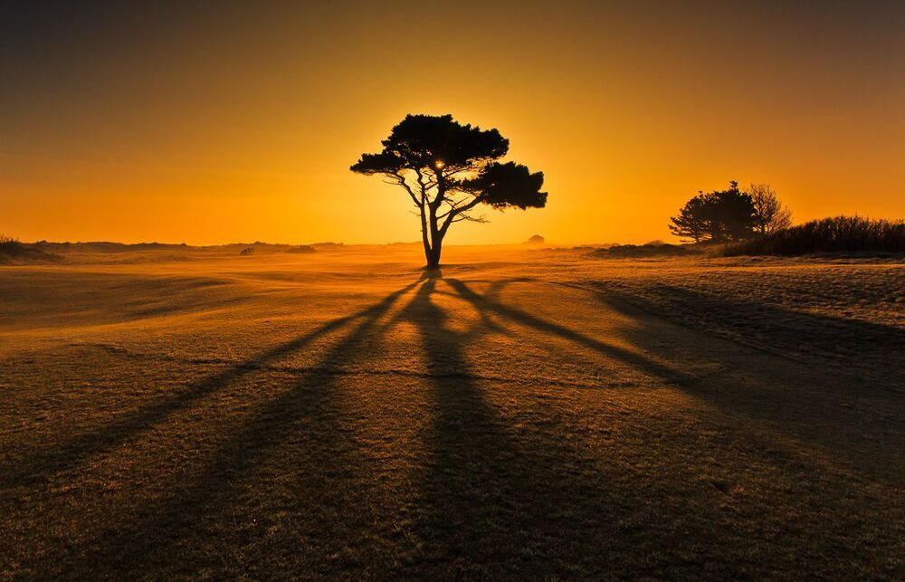 Irish Savannah