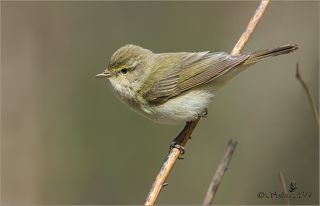 Пеночка-теньковка