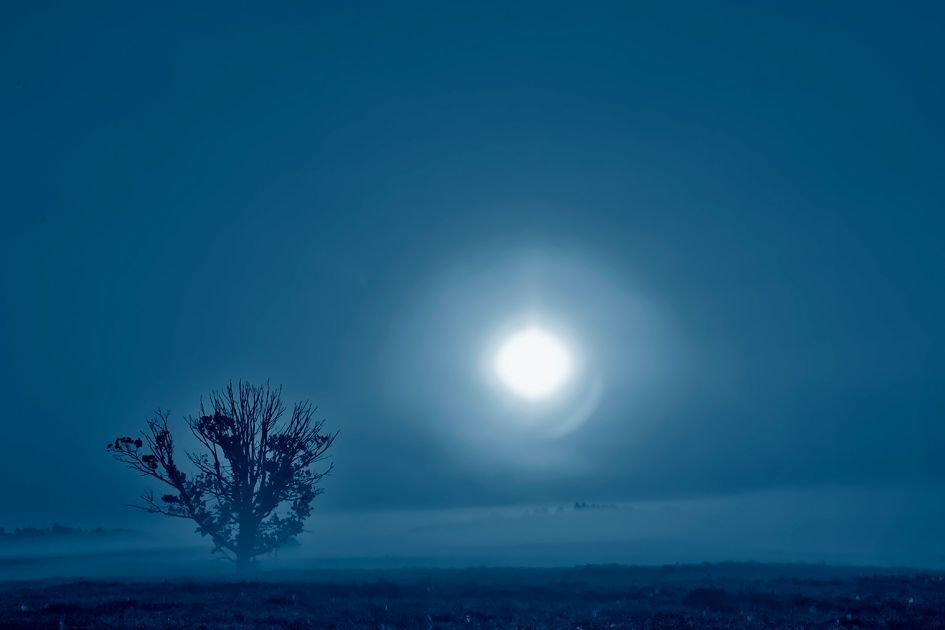 Когда воют собаки