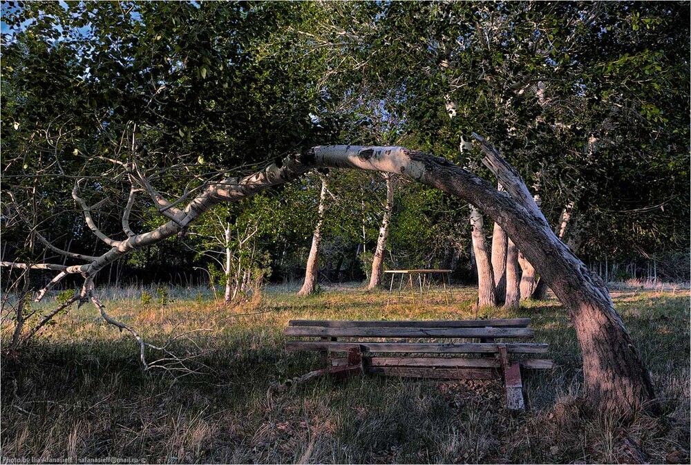 В тени деревьев