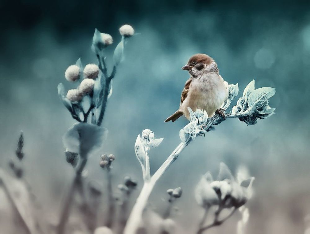 Воробушки